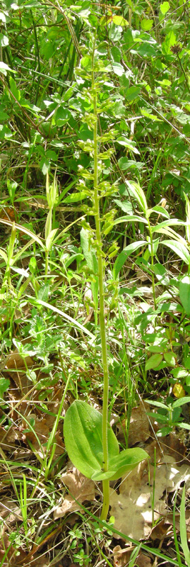 Orchidee del Chianti - Ophrys sphegodes e altre...